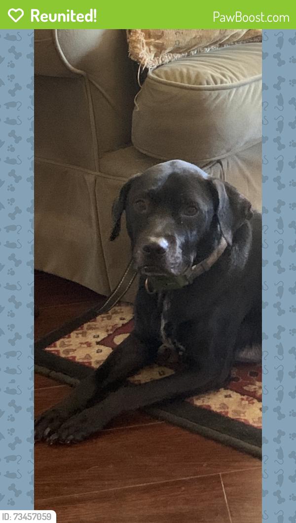 Reunited Female Dog last seen Blockdale Rd, Crenshaw Rd, FM2453,, Royse City, TX 75189