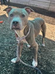 Shelter Stray Female Dog last seen Near Covington Highway, Decatur, GA, 30035, 30035, GA, 3280 Chamblee Dunwoody Rd, Chamblee, GA 30341, USA
