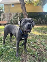 Shelter Stray Female Dog last seen 50th ave and e14th, Oakland, CA, 1101 29th Ave, Oakland, CA 94601, USA