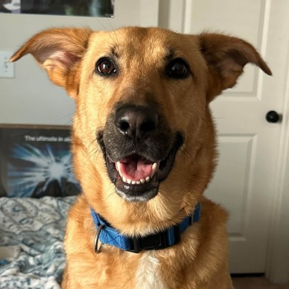Shelter Stray Female Dog last seen Higgs & Leonard Rd, Brazos County, TX, 5359 Leonard Rd, Bryan, TX 77807, USA