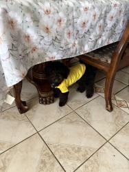 Reunited Female Dog last seen Oleander and randall, Fontana, CA 92335