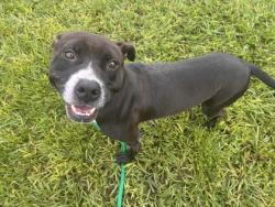 Shelter Stray Female Dog last seen Near 16th Street Vero Highschool, IRC AC, FL, 6230 77th St, Vero Beach, FL 32967, USA