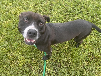 Shelter Stray Female Dog last seen Near 16th Street Vero Highschool, IRC AC, FL, 6230 77th St, Vero Beach, FL 32967, USA