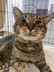 Shelter Stray Male Cat last seen Myrtle Street, Fellsmere, FL, 6230 77th St, Vero Beach, FL 32967, USA