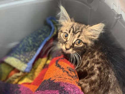 Shelter Stray Female Cat last seen Engine bay at work, Memphis, TN, 935 Farm Rd, Memphis, TN 38134, USA