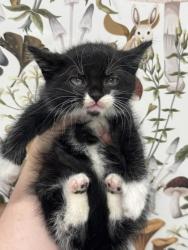 Shelter Stray Male Cat last seen Near Argonne Dr, 21218, MD, 2490 Giles Rd, Baltimore, MD 21225, USA