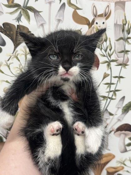 Shelter Stray Male Cat last seen Near Argonne Dr, 21218, MD, 2490 Giles Rd, Baltimore, MD 21225, USA