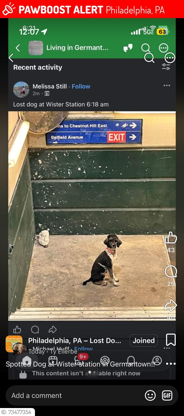 Lost Female Dog last seen Wister train station, Philadelphia, PA 19144