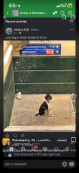 Lost Female Dog last seen Wister train station, Philadelphia, PA 19144