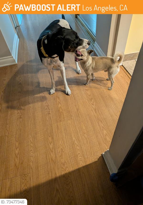 Found/Stray Male Dog last seen Ravenna and R street, Los Angeles, CA 90744