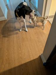 Found/Stray Male Dog last seen Ravenna and R street, Los Angeles, CA 90744