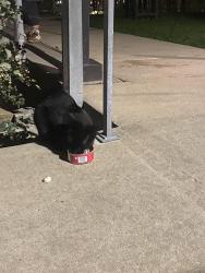 Found/Stray Male Cat last seen Waterworks Park, Minneapolis, MN 55401