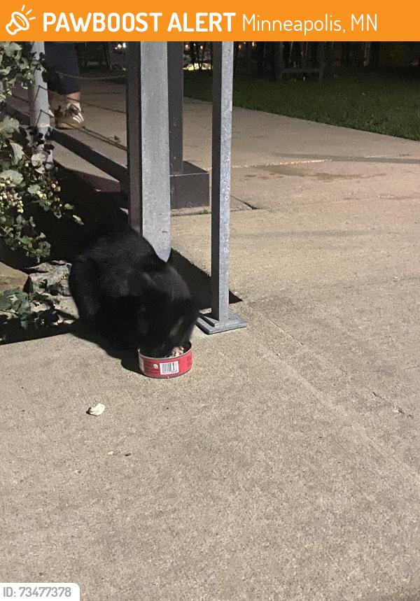 Found/Stray Male Cat last seen Waterworks Park, Minneapolis, MN 55401