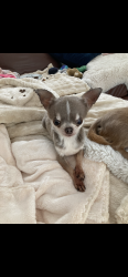 Lost Male Dog last seen The crescent west Rainton dh4 6sb, West Rainton, England 
