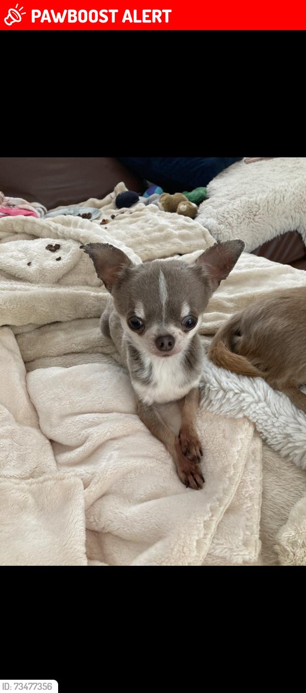 Lost Male Dog last seen The crescent west Rainton dh4 6sb, West Rainton, England 