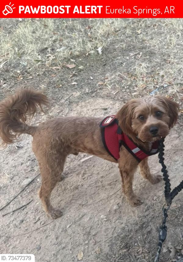 Lost Male Dog last seen Highway 187 and 116 Rd, Eureka Springs, AR 72632