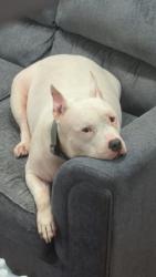 Lost Male Dog last seen Near Williams rd, Norcross, GA 30093
