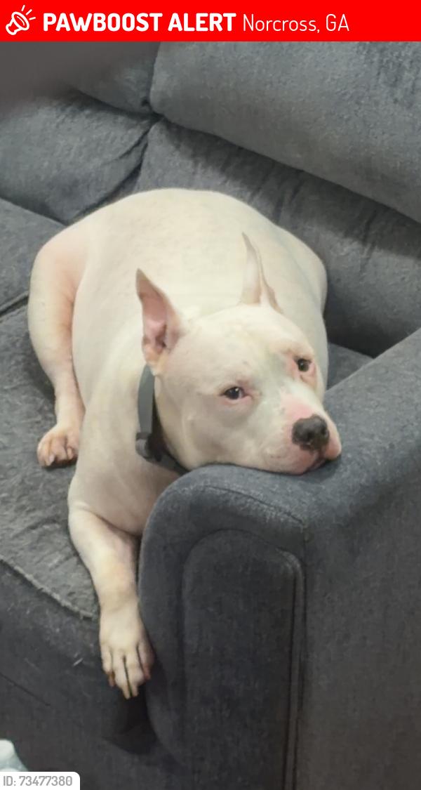Lost Male Dog last seen Near Williams rd, Norcross, GA 30093