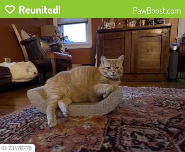 Reunited Female Cat last seen 140th street and puritas across from blessed trinity, Cleveland, OH 44135