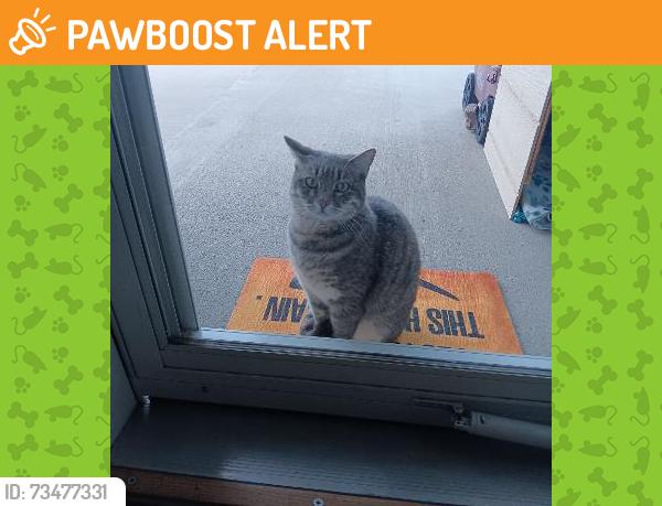 Found/Stray Unknown Cat last seen Cuchares Ranch Chia Dr 80925, Colorado Springs, CO 80925