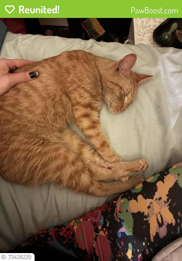 Reunited Male Cat last seen Plantations at Haywoid, Greenville, SC 29607