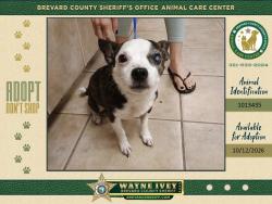 Shelter Stray Male Dog last seen Stone Street, COCOA, FL, 32922, 5100 W Eau Gallie Blvd, Melbourne, FL 32934, USA