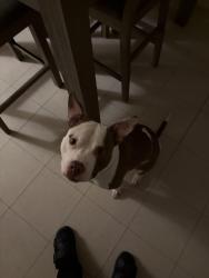 Lost Male Dog last seen McDonalds Mount Oliver Pittsburgh, Mount Oliver, PA 15210