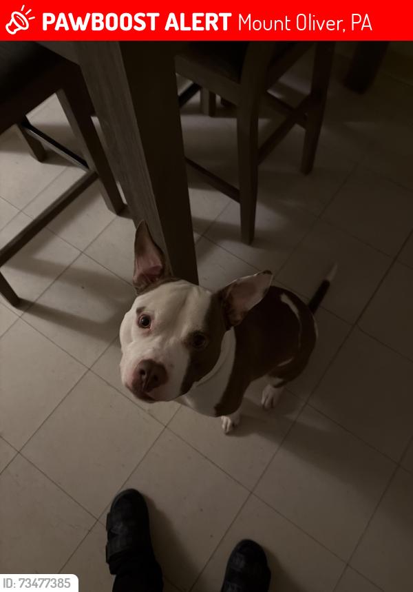 Lost Male Dog last seen McDonalds Mount Oliver Pittsburgh, Mount Oliver, PA 15210
