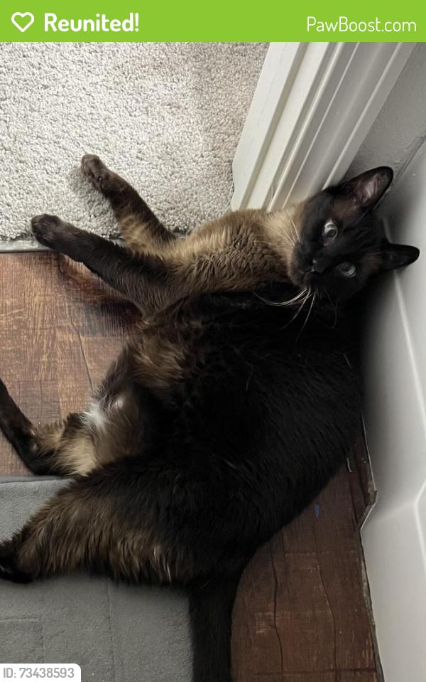 Reunited Male Cat last seen Near Skymont drive, Holly Springs, NC 27540