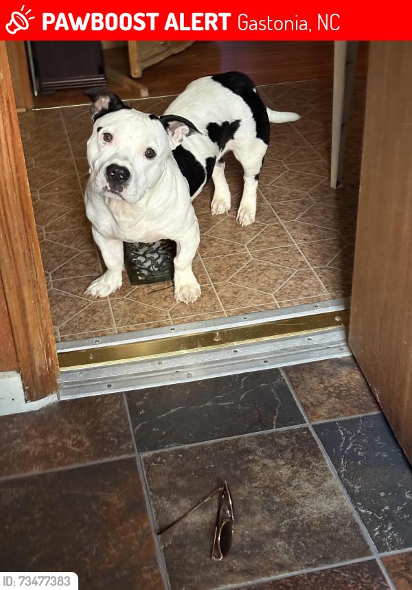 Lost Male Dog last seen Ross recycling, Gastonia, NC 28052