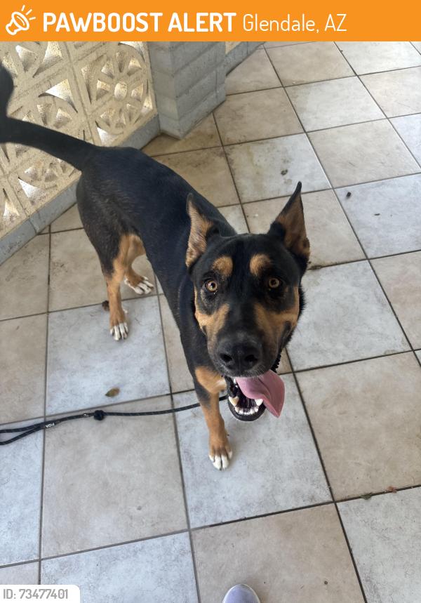 Found/Stray Male Dog last seen 47th Ave and Butler, Glendale, AZ 85308