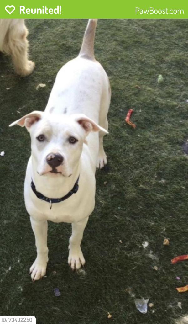 Reunited Female Dog last seen Market street, San Diego, CA 92102