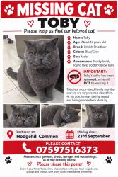 Lost Male Cat last seen Hodge Hill Common, West Midlands, England B36 8AG