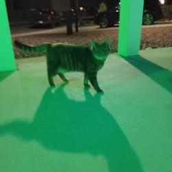 Found/Stray Unknown Cat last seen Cuchares Ranch Chia Dr 80925, Colorado Springs, CO 80925