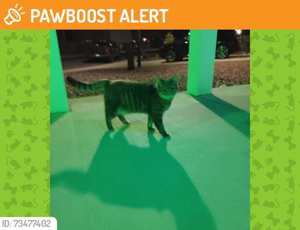 Found/Stray Unknown Cat last seen Cuchares Ranch Chia Dr 80925, Colorado Springs, CO 80925