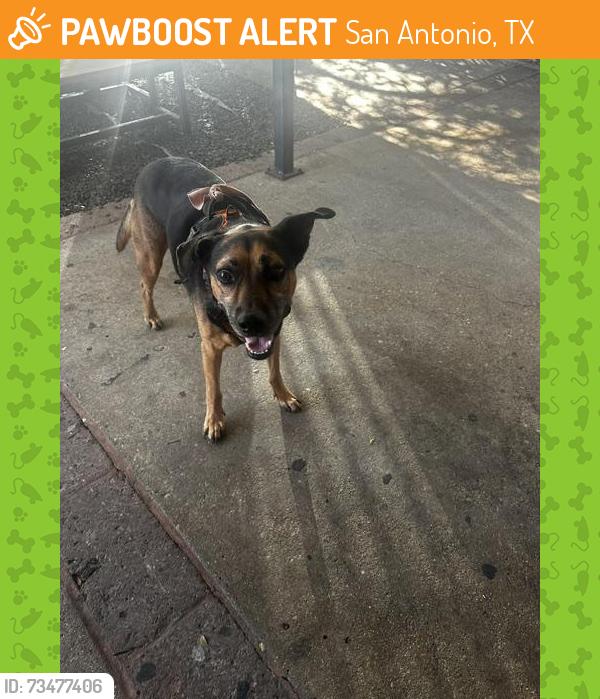 Found/Stray Unknown Dog last seen Revolucion, 7959 Broadway #500, San Antonio TX 78209, San Antonio, TX 78209