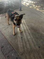 Found/Stray Unknown Dog last seen Revolucion, 7959 Broadway #500, San Antonio TX 78209, San Antonio, TX 78209