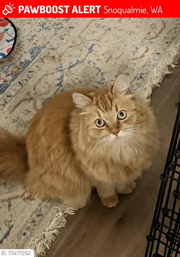 Lost Female Cat last seen SE Swenson St and Venn Ave SE, Snoqualmie, WA 98065
