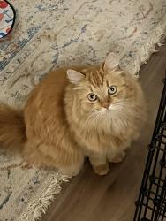 Lost Female Cat last seen SE Swenson St and Venn Ave SE, Snoqualmie, WA 98065