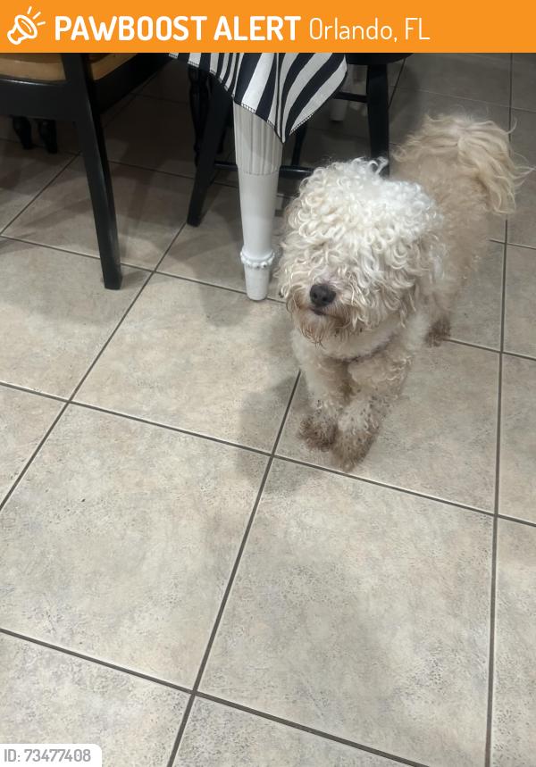 Found/Stray Female Dog last seen Econ Rd is closest cross street, Orlando, FL 32829