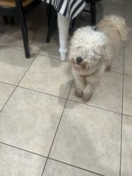 Found/Stray Female Dog last seen Econ Rd is closest cross street, Orlando, FL 32829