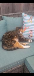Lost Female Cat last seen Tamara drive and John Stuart drive, Dartmouth, NS B2W 6K7