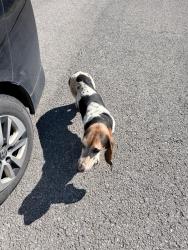 Found/Stray Male Dog last seen Midway Park Silver Creek GA, Floyd County, GA 30173