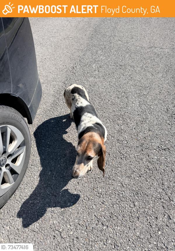 Found/Stray Male Dog last seen Midway Park Silver Creek GA, Floyd County, GA 30173