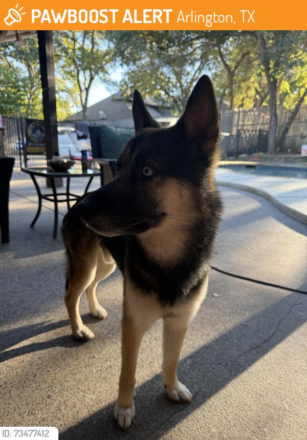 Found/Stray Male Dog last seen Van Buren and Lamar. N. Arlington 76011, Arlington, TX 76011