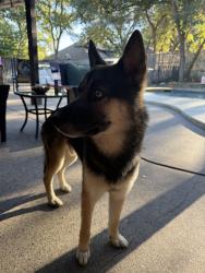Found/Stray Male Dog last seen Van Buren and Lamar. N. Arlington 76011, Arlington, TX 76011