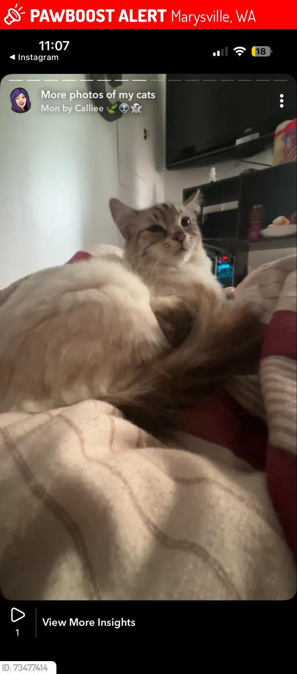 Lost Female Cat last seen Addicted Marysville wa, 54th st, timberbrook dr, Marysville, WA 98271