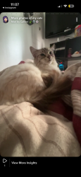 Lost Female Cat last seen Addicted Marysville wa, 54th st, timberbrook dr, Marysville, WA 98271