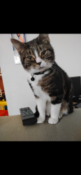 Lost Male Cat last seen S Walker St & First St close to Rockets/Patterson Dr, Indiana center for recovery/old Blmgtn hosp, Bloomington, IN 47403