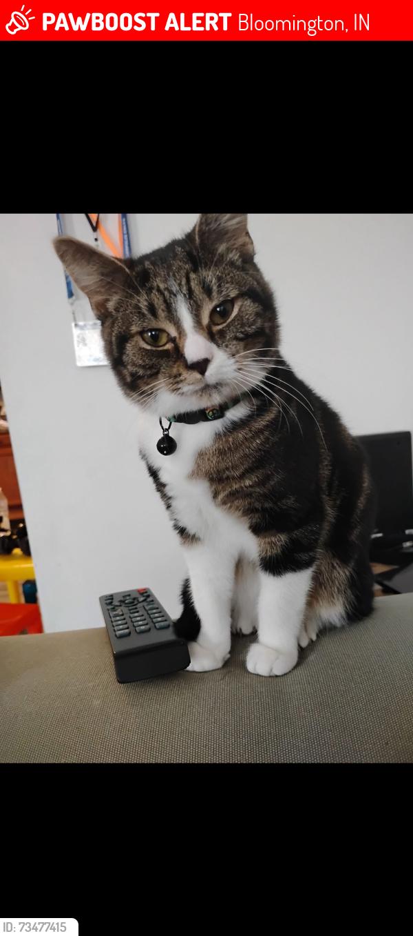 Lost Male Cat last seen S Walker St & First St close to Rockets/Patterson Dr, Indiana center for recovery/old Blmgtn hosp, Bloomington, IN 47403